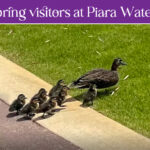 Spring Visitors at Piara Waters