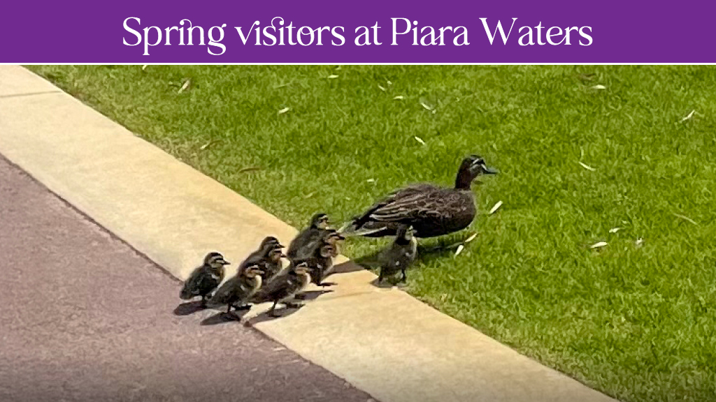 News: Spring Visitors at Piara Waters